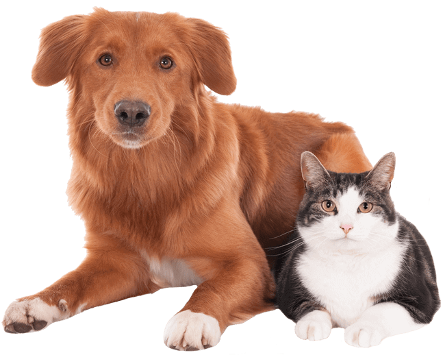 Dog and Cat